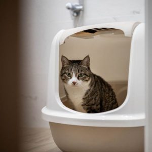 Comment savoir si mon chat a une infection urinaire ?