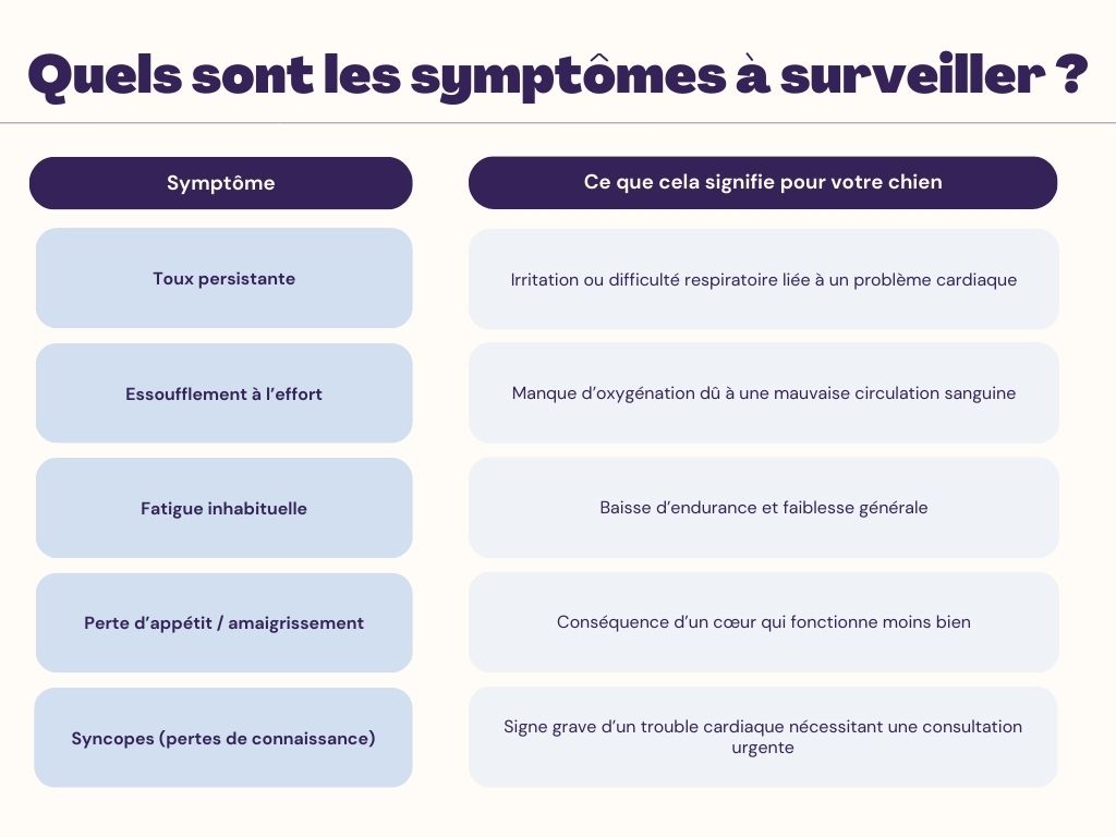 Le souffle au cœur chez le chien