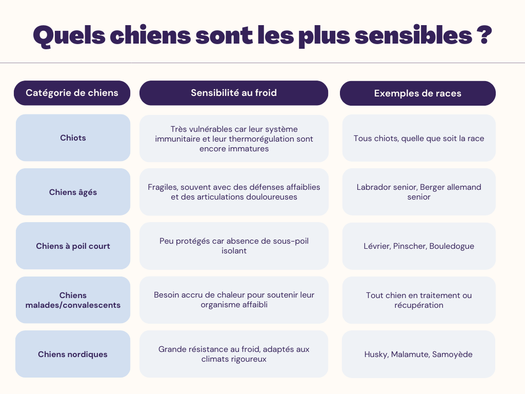Quels chiens sont les plus sensibles au froid ?