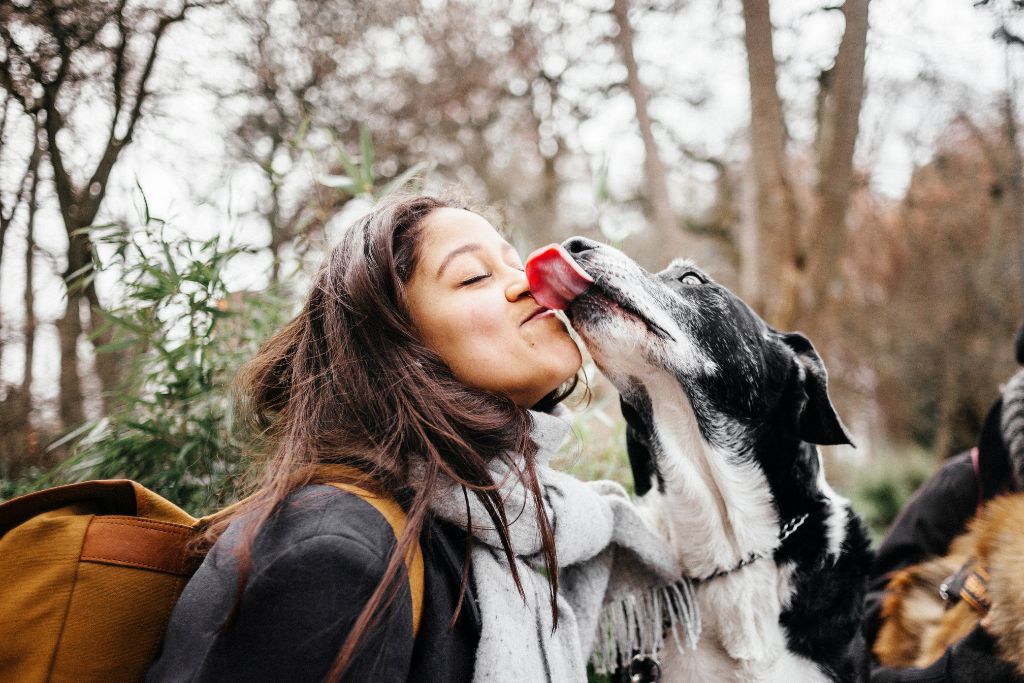 Découvrez pourquoi votre chien vous lèche