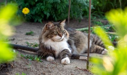 Protéger son chien et son chat dans le jardin