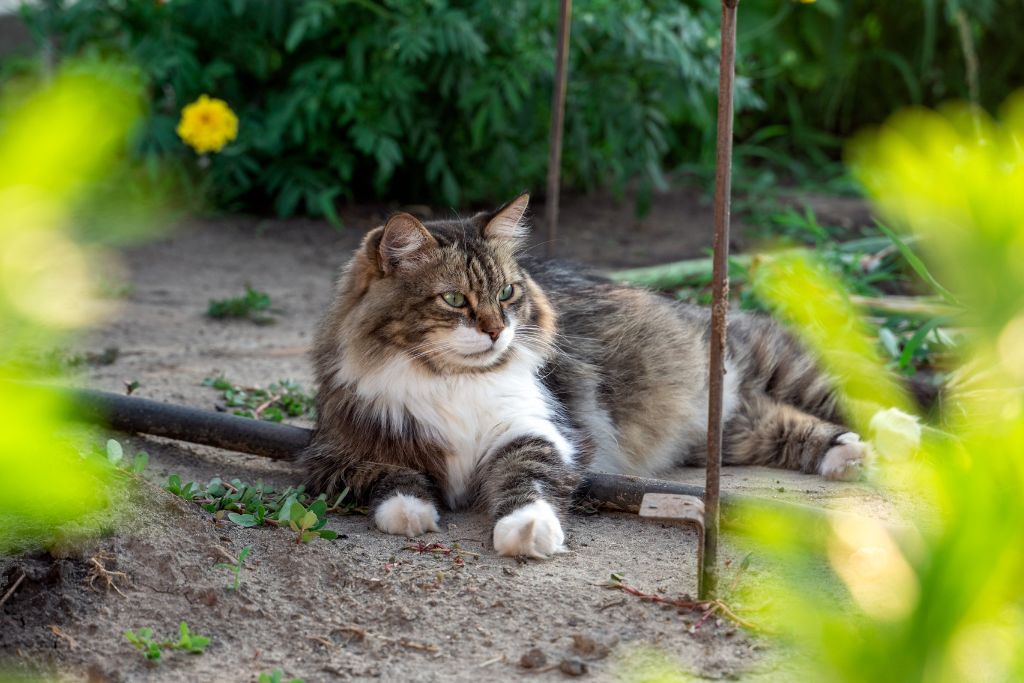 Protéger son chien et son chat dans le jardin