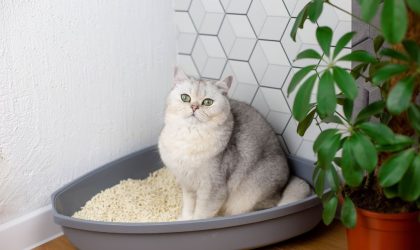 Chat constipé : les symptômes et que faire ?