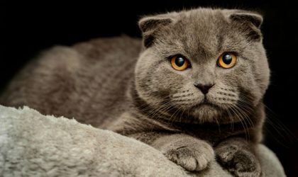 Races de chat Companimo