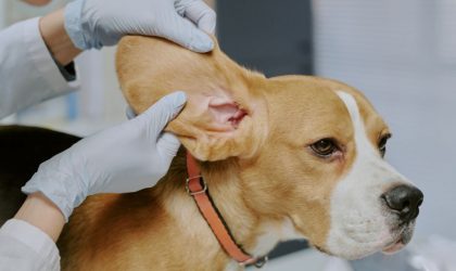 Nettoyer les oreilles de son chien