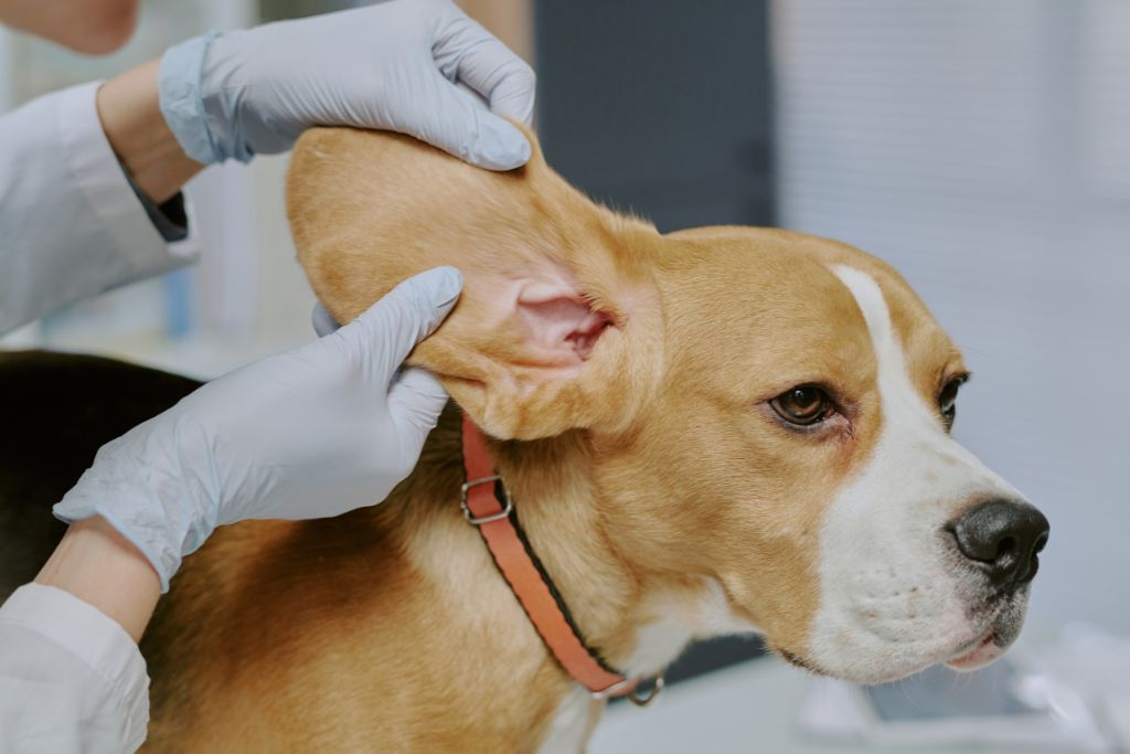 Nettoyer les oreilles de son chien