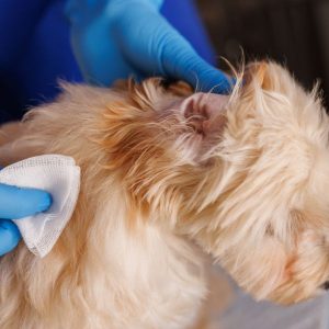 Nettoyer les oreilles de son chien