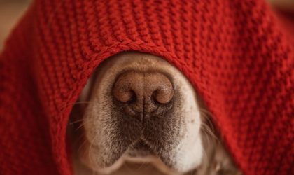 Nez qui coule chez le chien