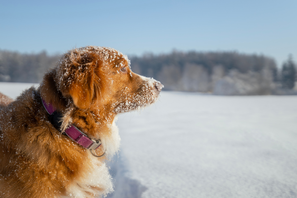 L’hypothermie chez le chien