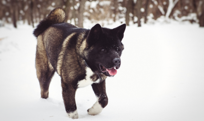 L’Akita Américain
