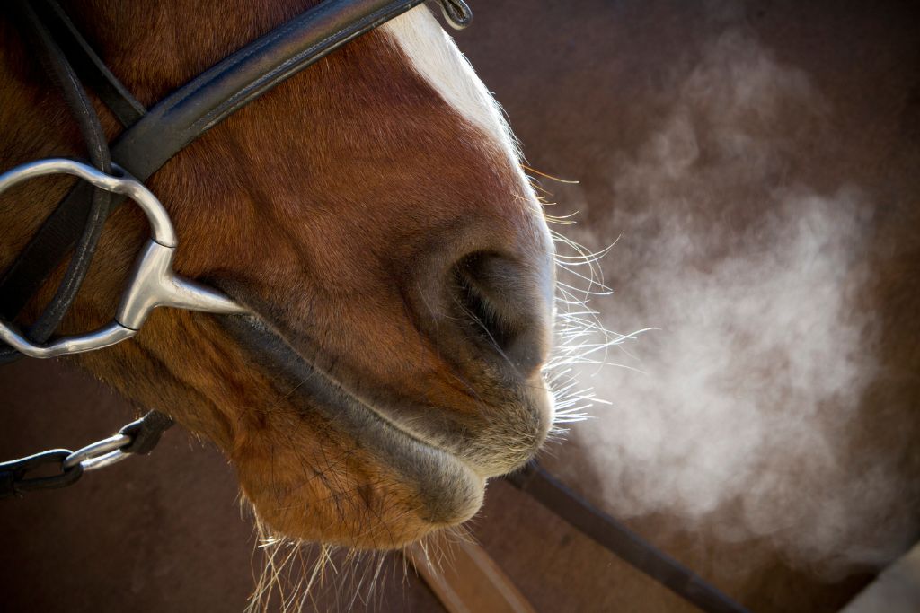 Le Confort Respiratoire du Cheval