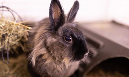 adoption lapin