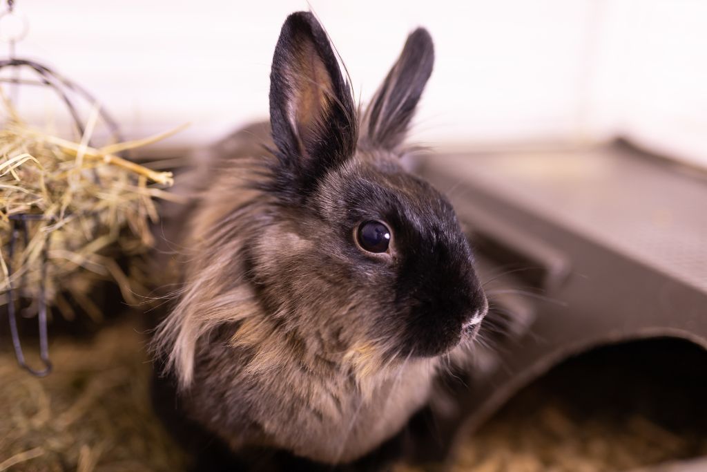 adoption lapin