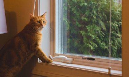 Votre chat s’ennuie à la maison