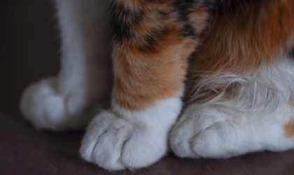 arthrose chez le chat