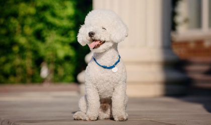 Le Bichon Frisé