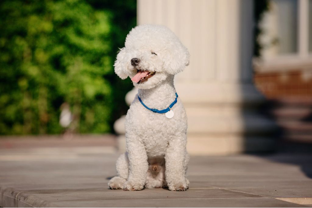 Le Bichon Frisé