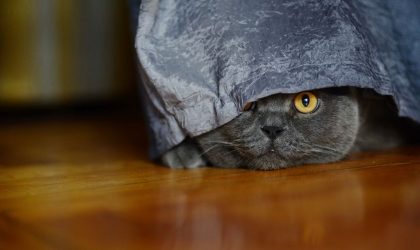 Anxiété chez le chat après un déménagement