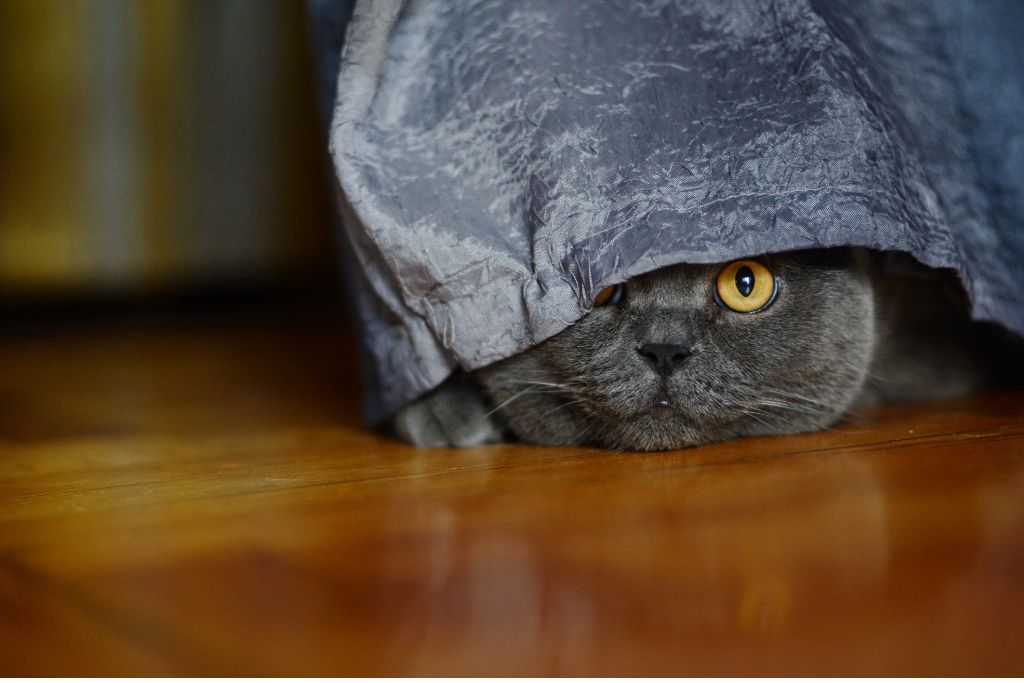 Anxiété chez le chat après un déménagement