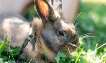 Transporter son rongeur ou son lapin