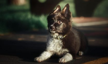 Lettre B 2026 : idées de noms pour chiots et chiens