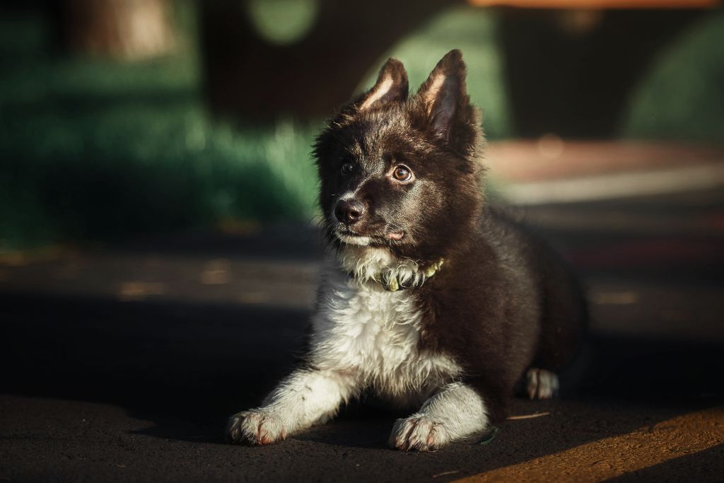 Lettre B 2026 : idées de noms pour chiots et chiens