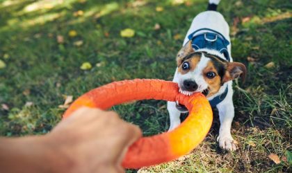 jouets stimulants pour chiens