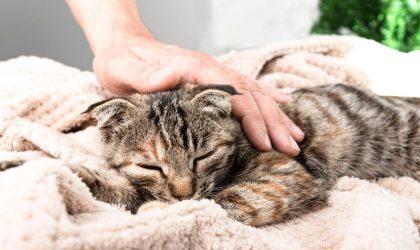 Le syndrome éosinophilique félin