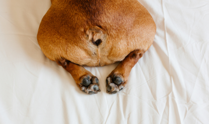 Les glandes anales du chien
