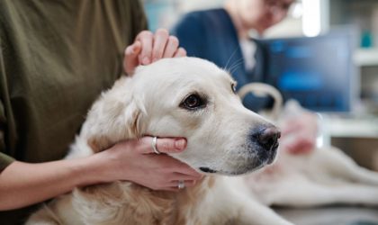 Tout savoir sur l’épilepsie canine