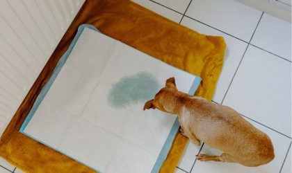 Cystite chez le chien