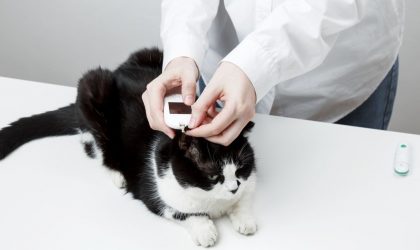 Diabète chez le chat