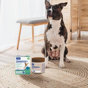 L’épilepsie canine