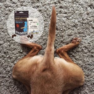 Les glandes anales du chien