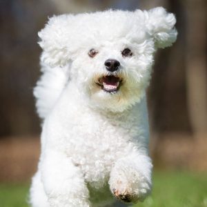 Le Bichon Frisé