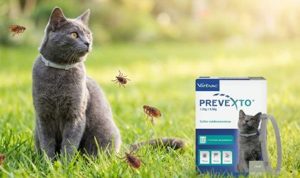 prevexto chat companimo