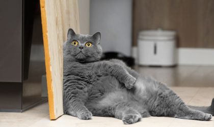 Aider un chat obèse à perdre du poids