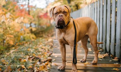 Le Dogue de Bordeaux