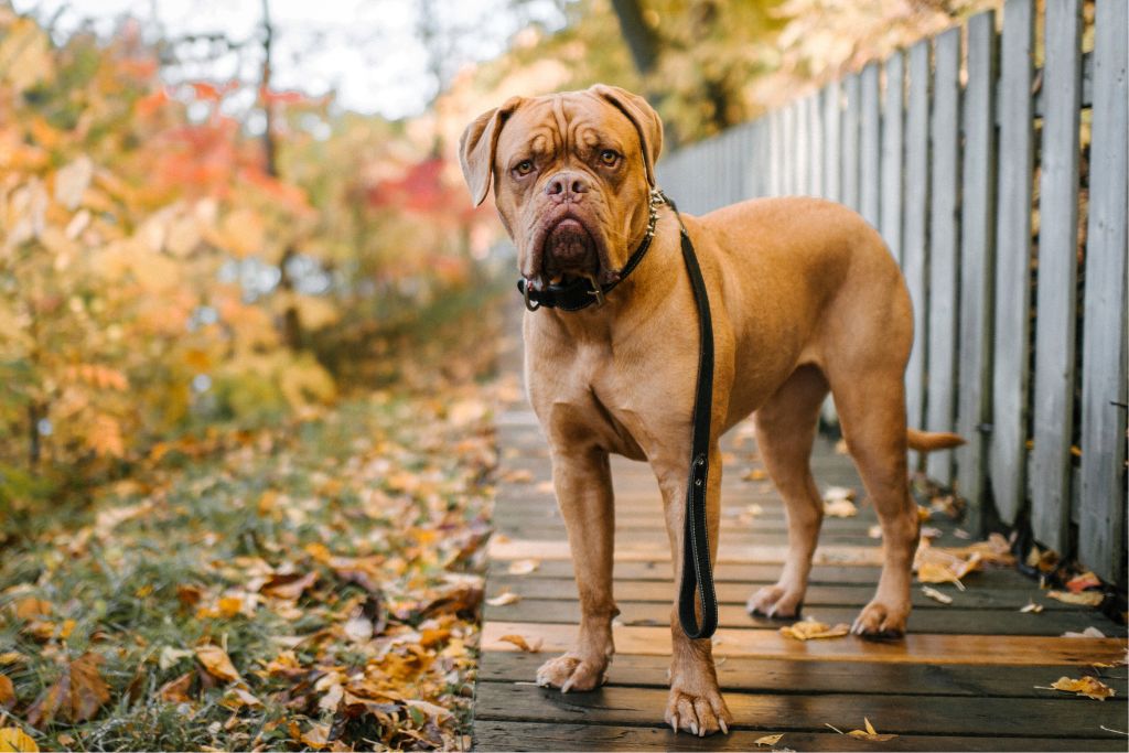 Le Dogue de Bordeaux