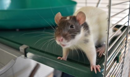 le rat domestique