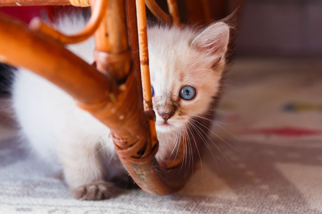 chaton craintif