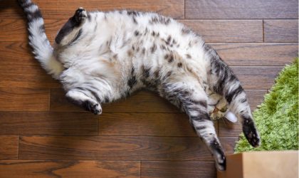 santé digestive chat