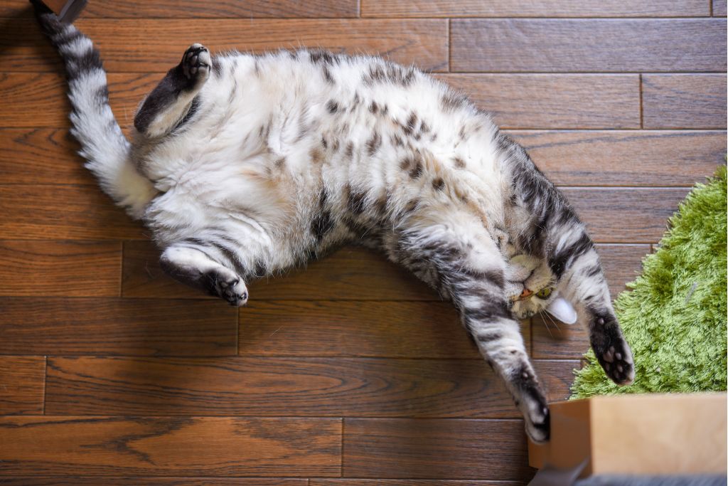 santé digestive chat