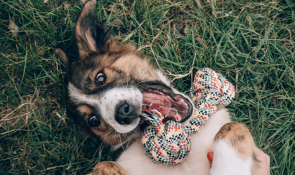 Votre chien est-il 'addict' à ses jouets ?