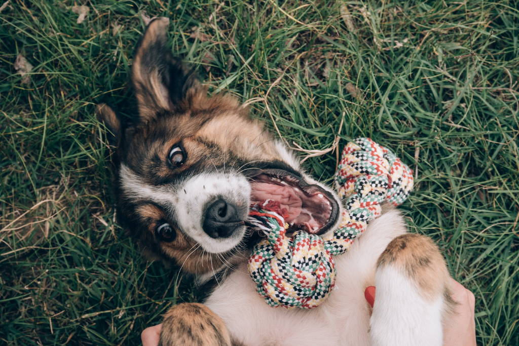 Votre chien est-il 'addict' à ses jouets ?