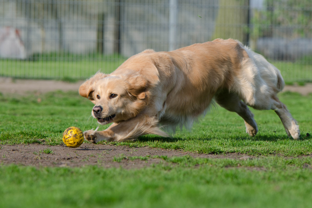 TDAH chez le chien