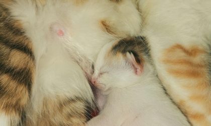 Printemps et reproduction