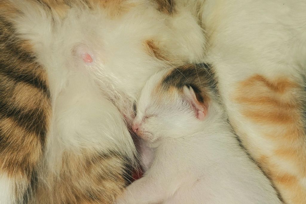 Printemps et reproduction