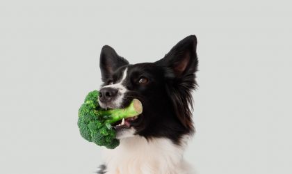 Légumes pour chiens