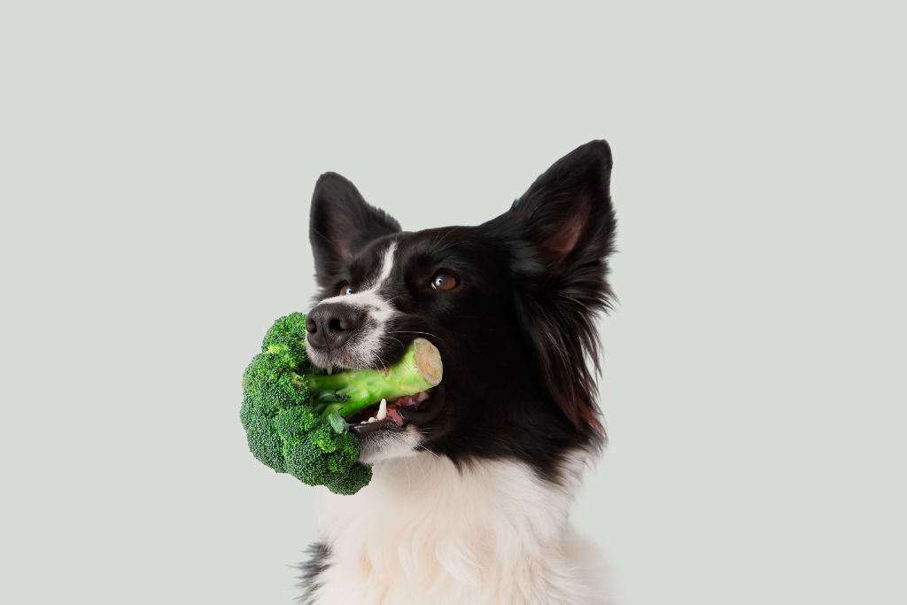 Légumes pour chiens